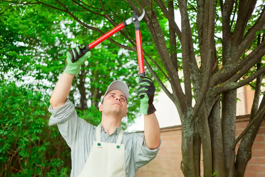 Eva's Laced Lawn Care's other services
