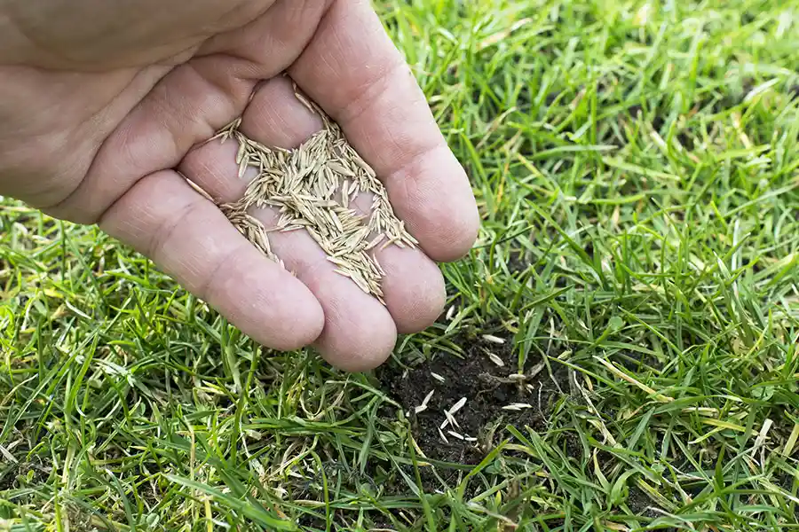 Lawn Care Service