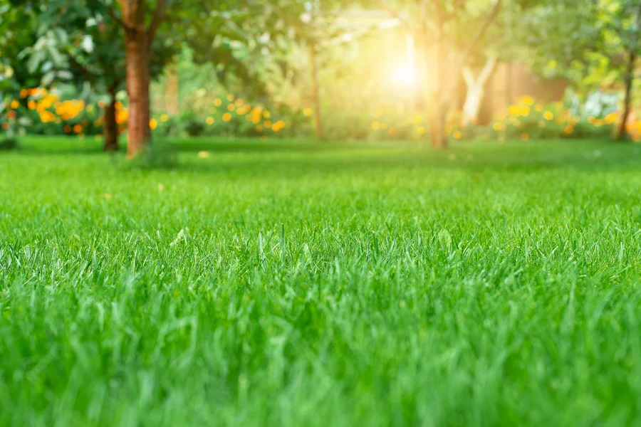 Common Lawn Problems And How Care Services Address Them New Baltimore, MI Common Lawn Problems And How Care Services Address Them New Baltimore, MI