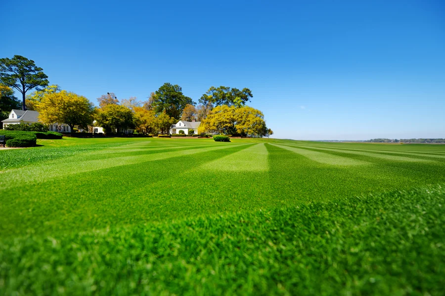 Common Lawn Problems And How Care Services Address Them in New Baltimore, MI Common Lawn Problems And How Care Services Address Them in New Baltimore, MI