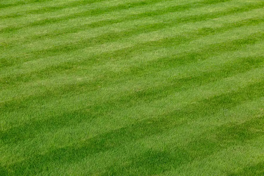 Watering Techniques That Improve Lawn Care Outcomes New Baltimore, MI Watering Techniques That Improve Lawn Care Outcomes New Baltimore, MI